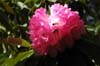 arboreum from Leonardslee-3